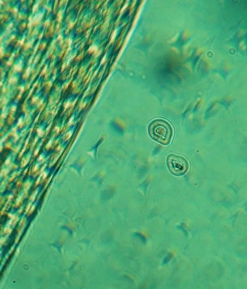 eye see you - eye cream